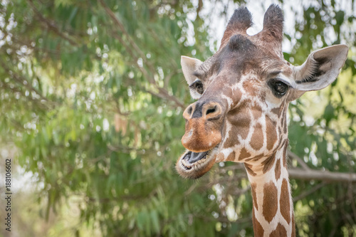 Giraffe eating leaves © DanaBarakPhotography