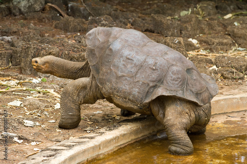 Lonesome George, a famous giant Galapagos tortoise.
