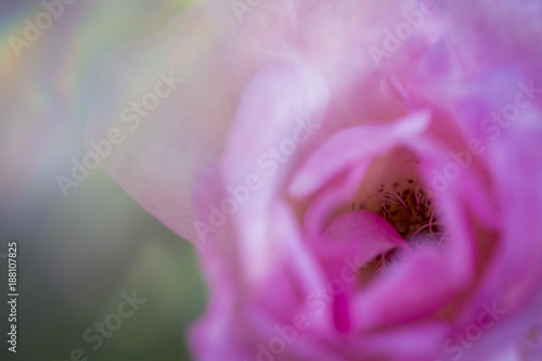 Close up flower pistils