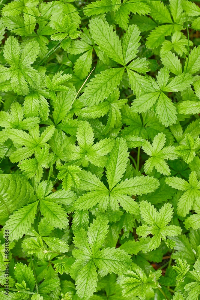 Lush Green Leaves Lush Green Leaves
