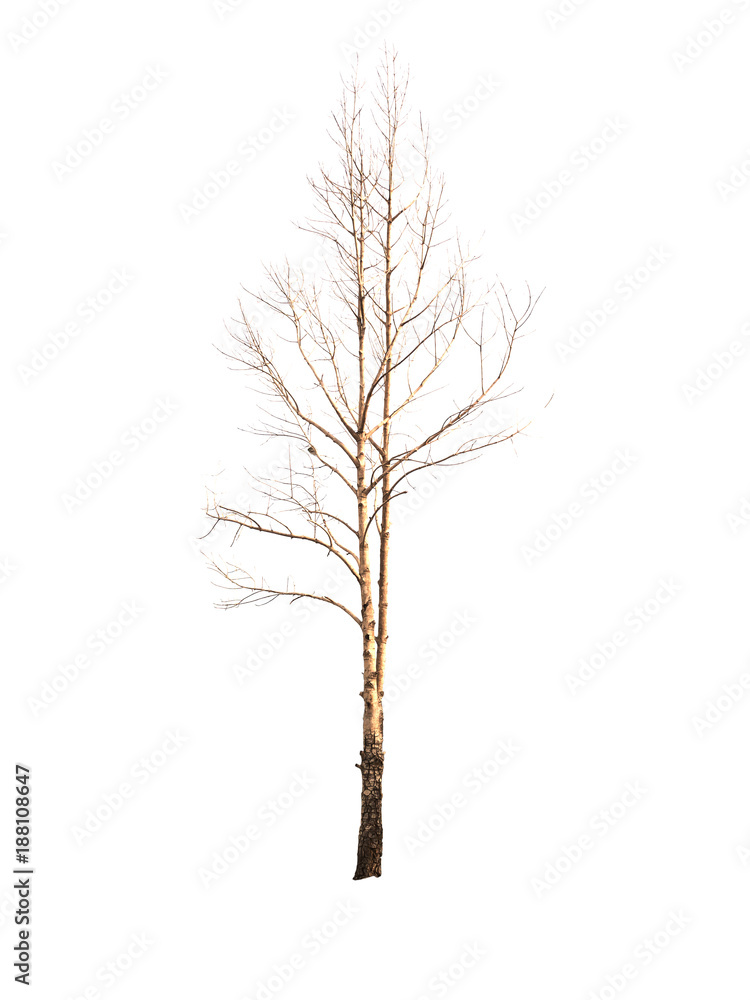 Single old and dead tree isolated on white background Single old and dead tree isolated on white background