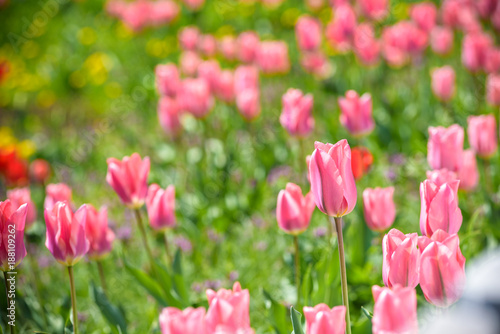 Field with pink tulips in early morning spring sunlight