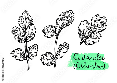 Coriander ink sketch.