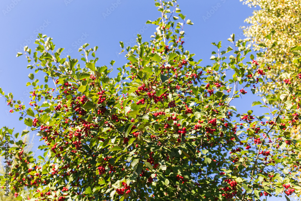 hawthorn bush with ripe berries hawthorn bush with ripe berries