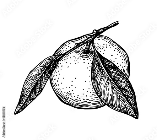 Ink sketch of mandarin orange.