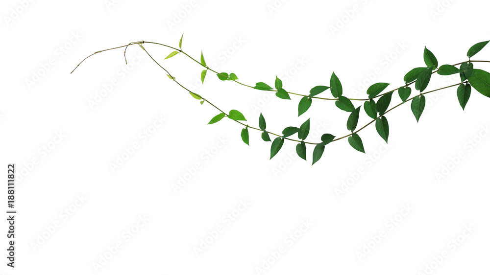 Heart shaped green leaf wild climbing vine liana plant isolated on white background, clipping path included. - obrazy, fototapety, plakaty 