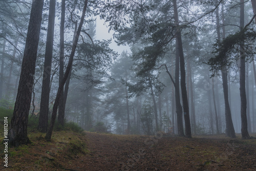 Forest and trees near Prachatice town