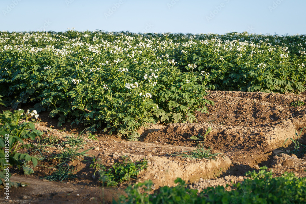 Potato flowers blooming in the field. Field with flourishing potato plants (Solanum tuberosum). Agricultural field of potato plant.