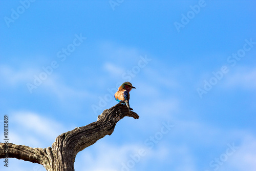 Euopean roller on a big branch photo