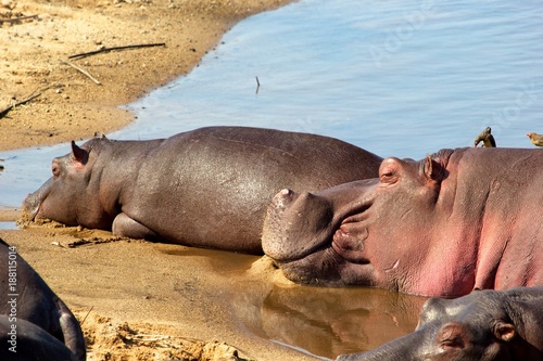 Canvas Print Family of hippo's
