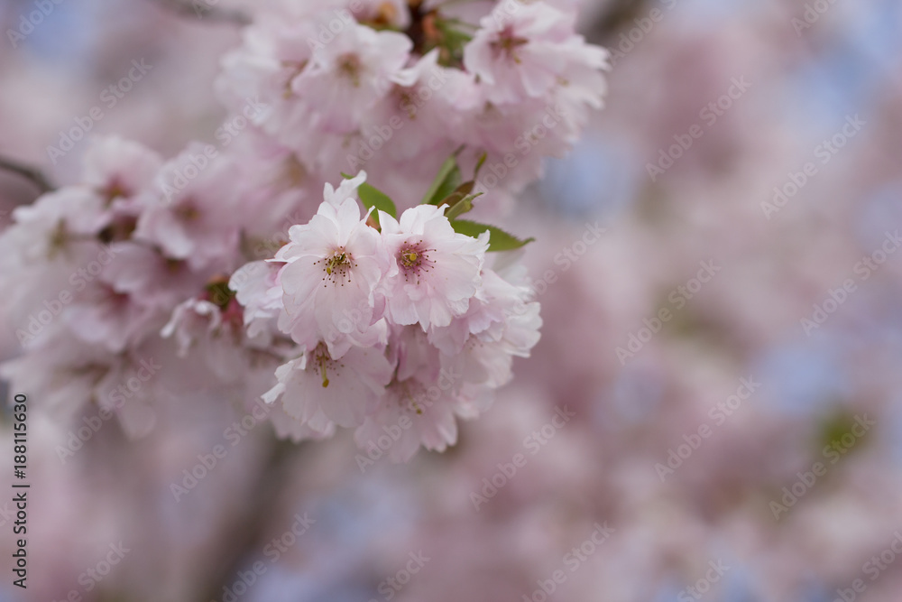 Kirschblüten