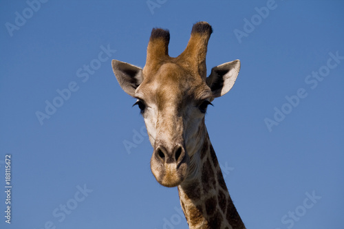 Portrait of a giraffe