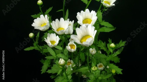 Time-lapse of opening daisy (Anthemis cotula) flowers in the morning
 photo