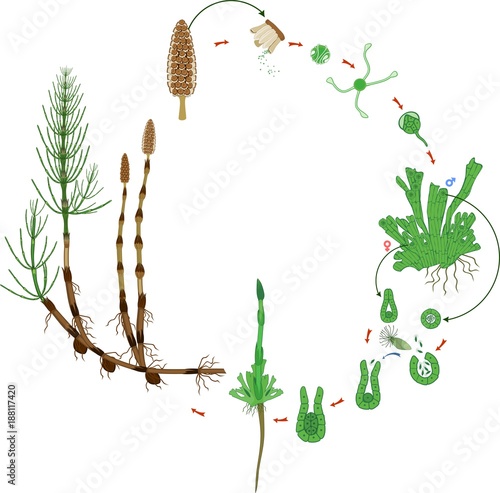 Equisetum life cycle. Diagram of life cycle of horsetail (Equisetum Arvense) with monomeric gametophyte