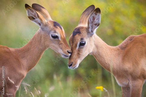 Photography two impala babies having a kiss
