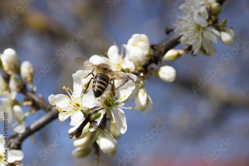 Kirschblüten