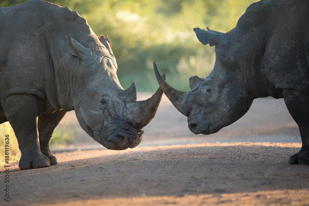 Fototapeta premium Two black rhinos fighting