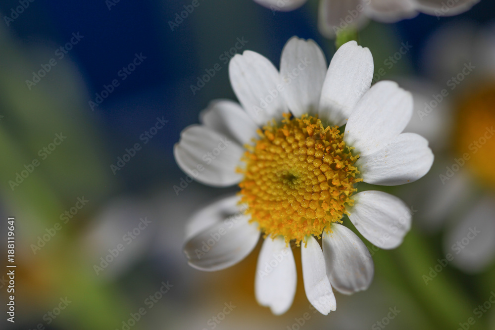Obraz premium Gänseblümchen