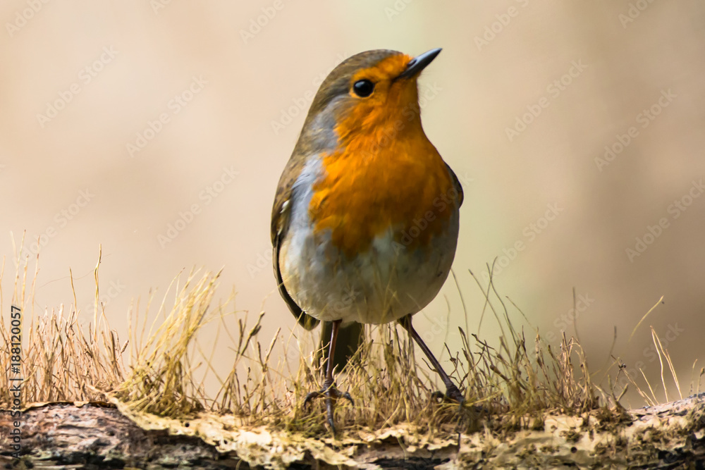 Robin Bird in natural background Robin Bird in natural background