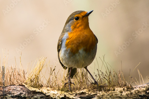 Robin Bird in natural background