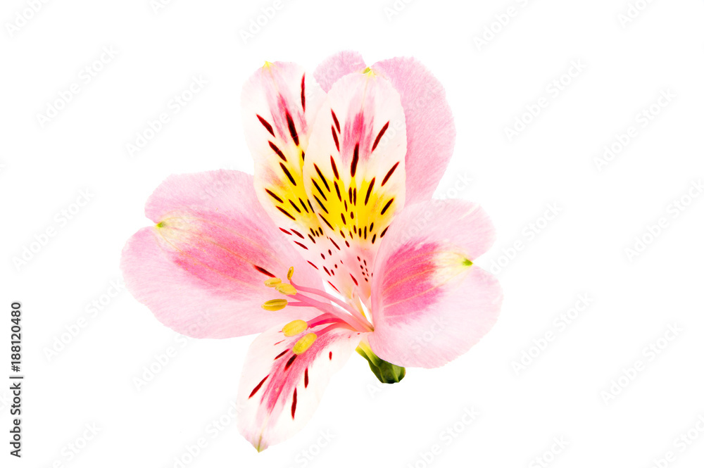 Fototapeta premium Alstroemeria flower head closeup isolated on white background