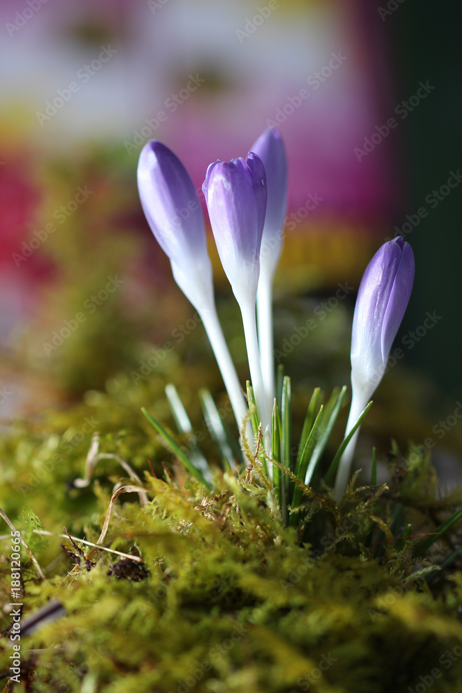 Krokus Krokus