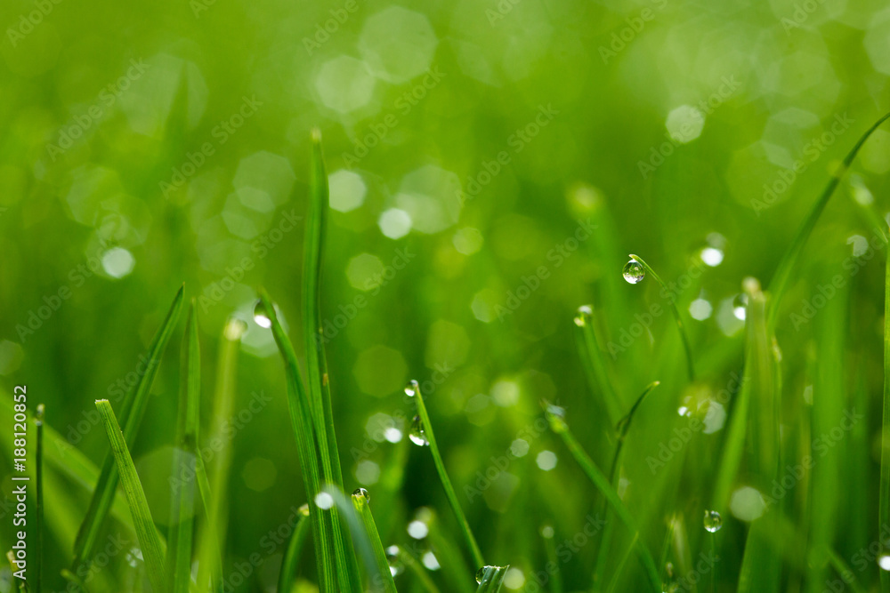 Green grass with water drops macro 