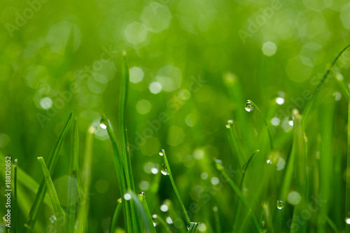 Green grass with water drops macro 