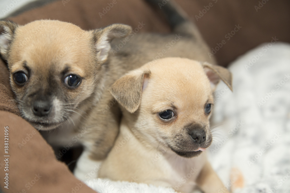 Puppies of a Chihuahua dog
