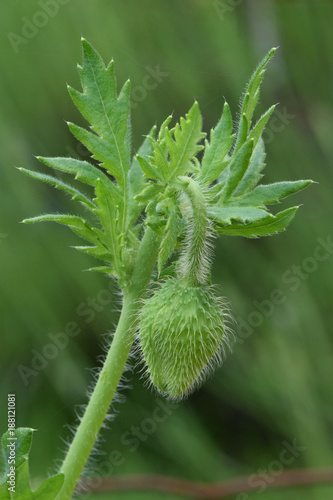 Green Poppy Pod 06