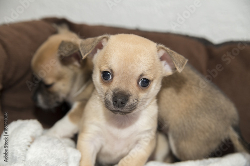 Puppies of a Chihuahua dog © Evgeni Schemberger