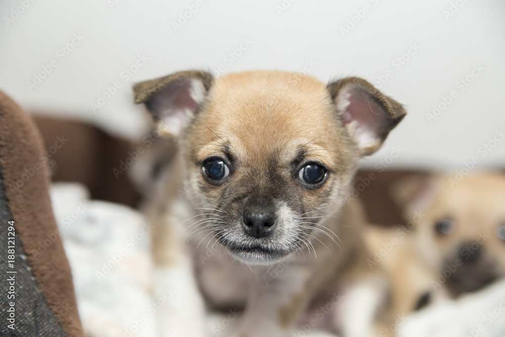 Puppies of a Chihuahua dog