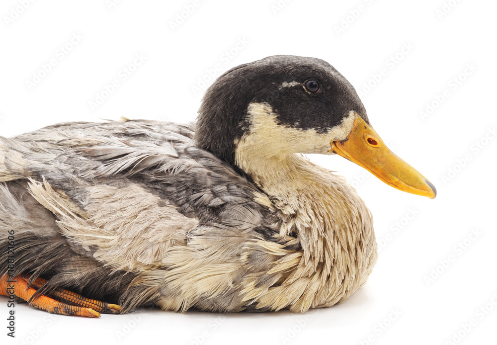 Obraz premium One gray duck.