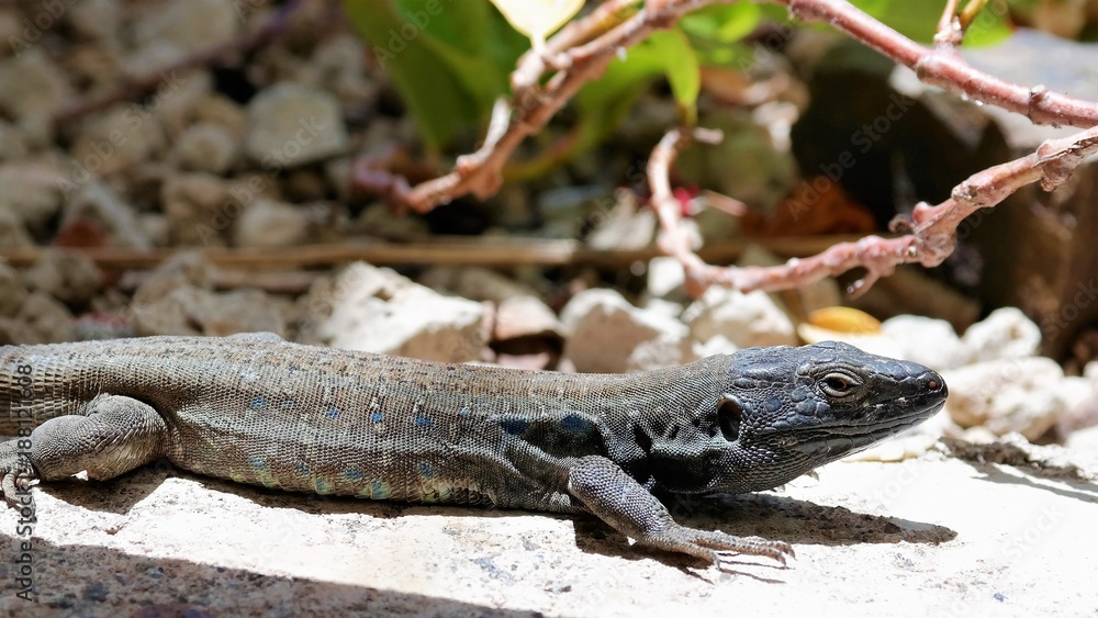 Fototapeta premium SAMSUNG CSC