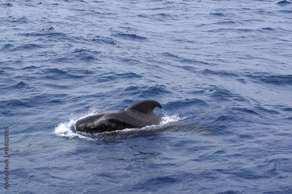 Fototapeta premium SAMSUNG CSC