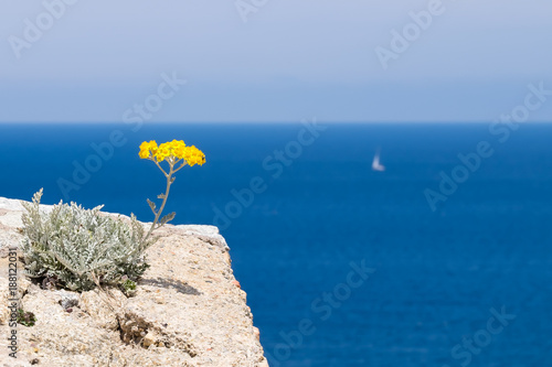 An Immortelle flower overlooking the sea from the edge of the Castle in Calvi, Corsica photo