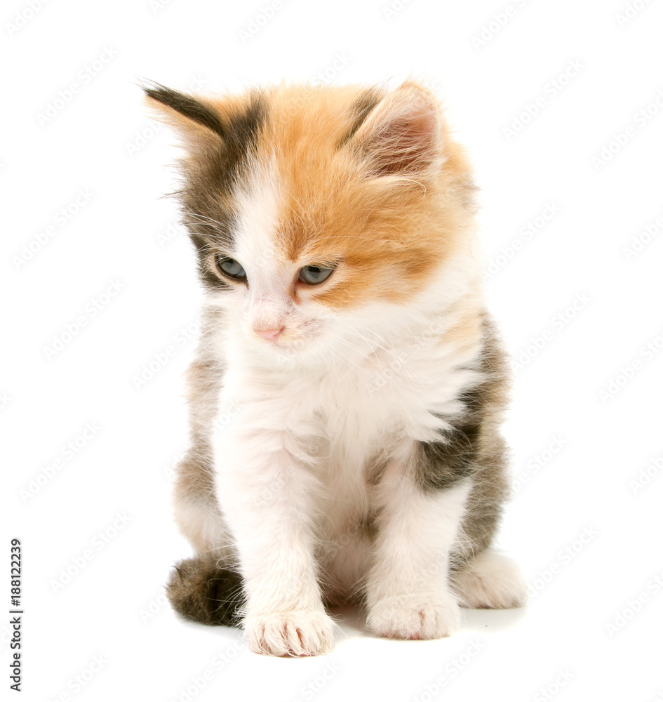Beautiful cat kitten isolated on white background. Beautiful cat kitten isolated on white background.