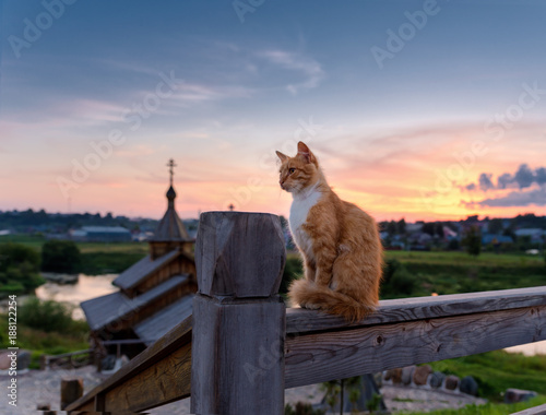 Cat sitting on wooden fence. Sunset. Summer evening. Borovsk. Kaluga oblast. The River Protva. Russia.