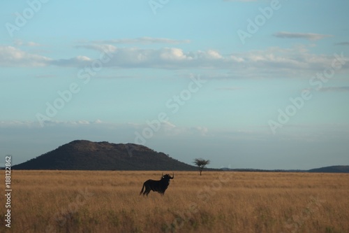 Animals of South Africa National Parks © Léo Torréton