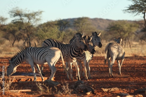 Animals of South Africa National Parks