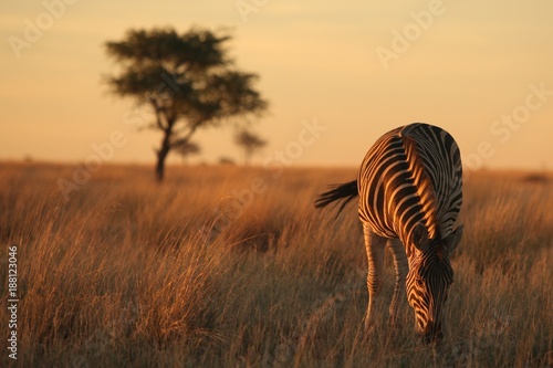 Animals of South Africa National Parks photo