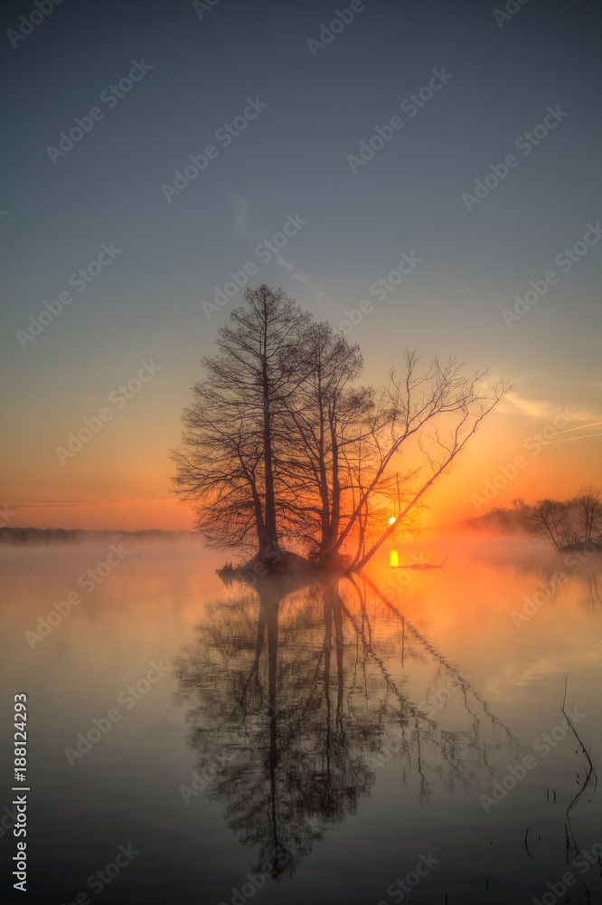 cypress tree in water at sunrise cypress tree in water at sunrise