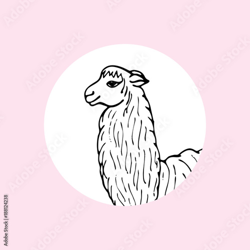 Head of cute llama or alpaca in a white circle