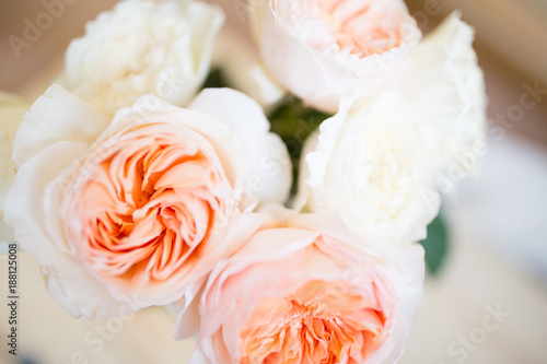 Garden rose, david ostin rose. Peach color. Soft focus. photo