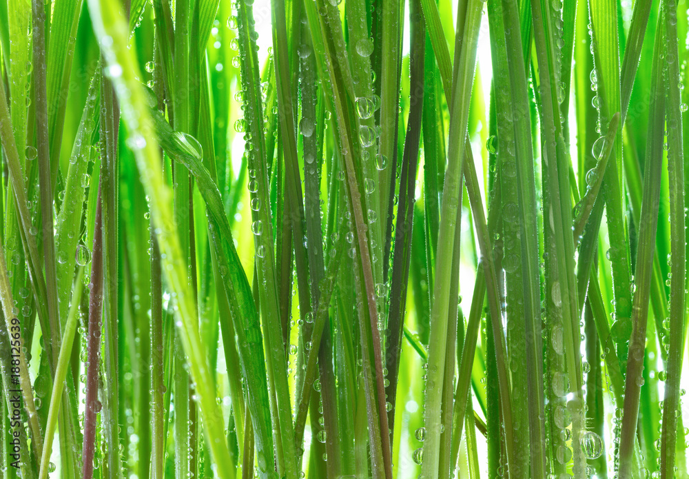 Naklejka premium Young green wheat grass sprouts with water drops