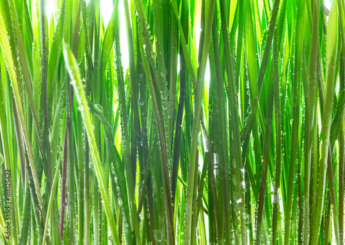 Young green wheat grass sprouts with water drops
