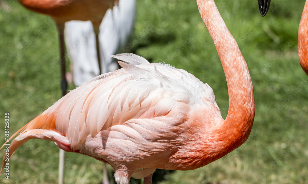 beautiful group of flamingos with their long necks and orange colors in the feathers