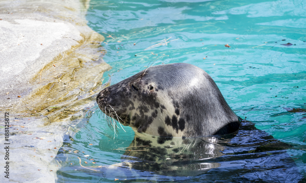 Fototapeta premium Swimming, seal resting in the sun in the water