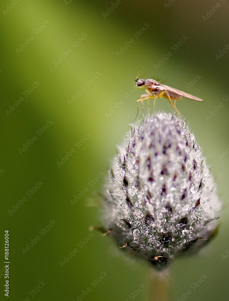 Closeup of small fly on flower with drops of dew Stock Photo Adobe Stock