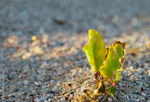 Green grass plant bush on a background of yellow sand, coast of the desert beach of a plant in a nature reserve